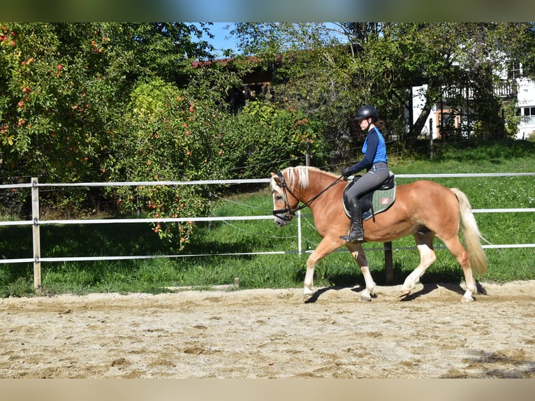Haflinger Hongre 3 Ans 144 cm Alezan in Waldzell