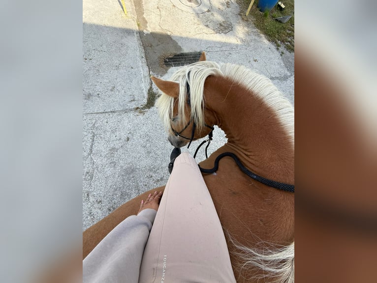 Haflinger Hongre 3 Ans 145 cm Alezan in Bergamo