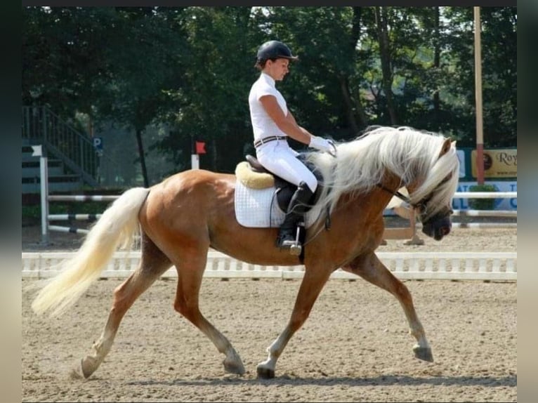Haflinger Hongre 3 Ans 145 cm Alezan in Bergamo
