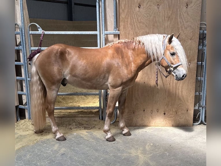 Haflinger Hongre 3 Ans 145 cm  in Daleiden