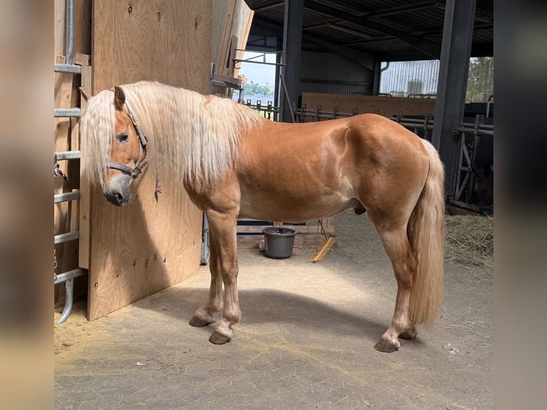 Haflinger Hongre 3 Ans 145 cm  in Daleiden
