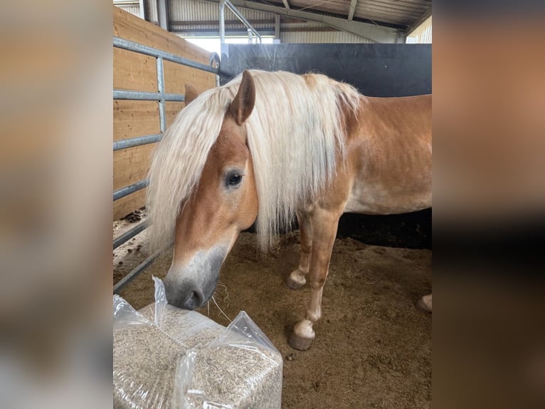 Haflinger Hongre 3 Ans 145 cm  in Daleiden