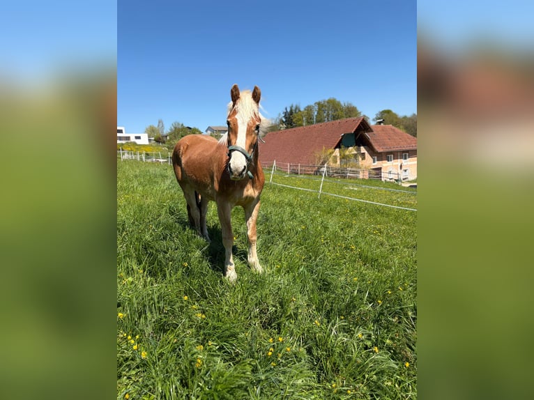 Haflinger Hongre 3 Ans 146 cm Alezan brûlé in Steyr