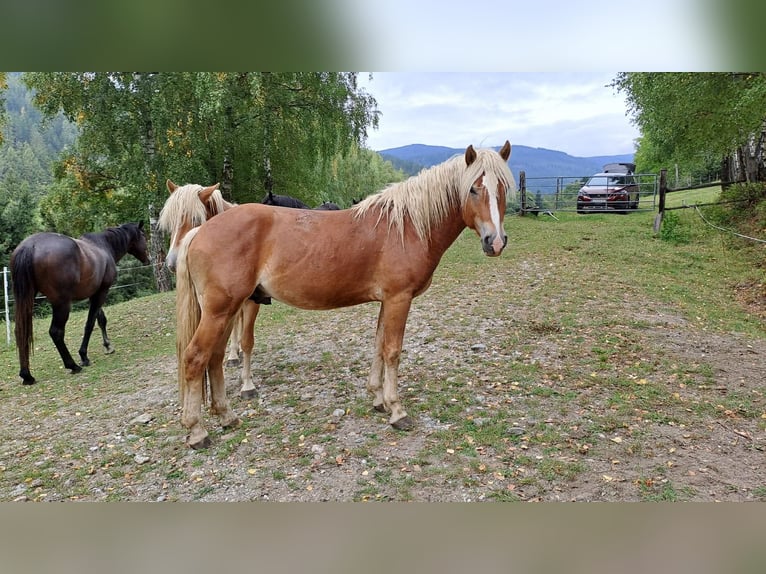 Haflinger Hongre 3 Ans 146 cm Alezan in Schaueregg