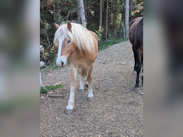 Haflinger Hongre 3 Ans 146 cm Alezan in Sankt Kathrein am Offenegg I.Viertel