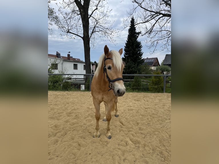 Haflinger Hongre 3 Ans 146 cm Alezan in Neustadt in Sachsen, Oberottendorf