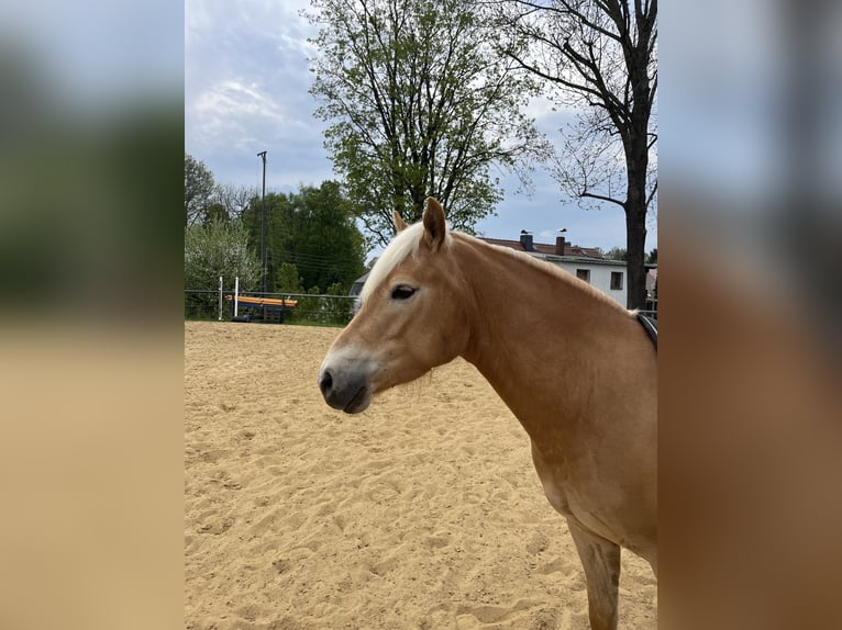 Haflinger Hongre 3 Ans 146 cm Alezan in Neustadt in Sachsen, Oberottendorf