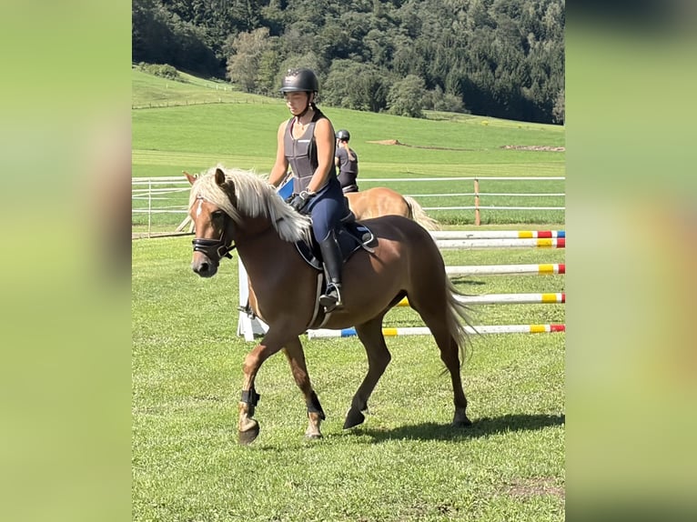 Haflinger Hongre 3 Ans 146 cm Alezan in Katsch an der Mur