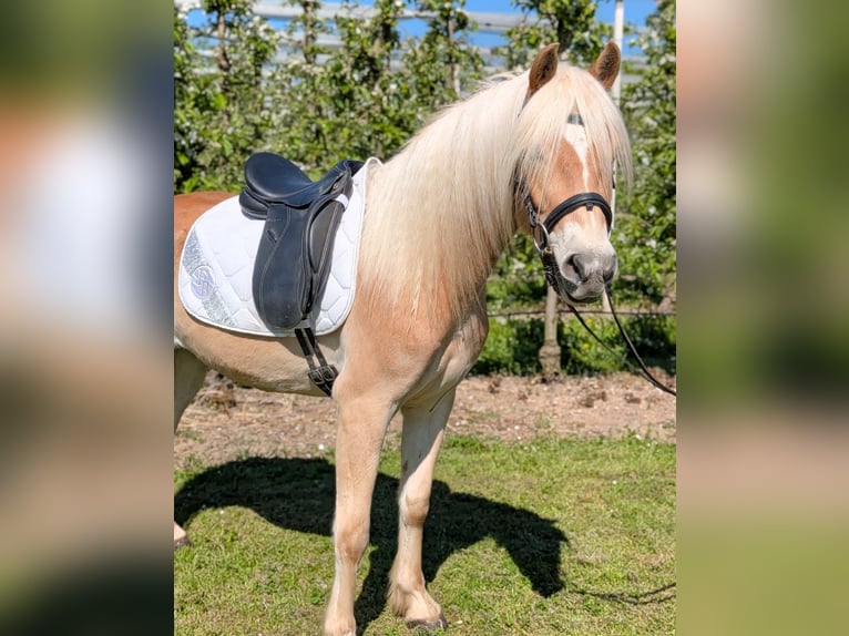 Haflinger Hongre 3 Ans 147 cm Isabelle in Kressbronn am Bodensee