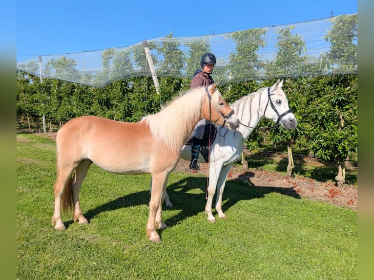 Haflinger Hongre 3 Ans 147 cm Isabelle in Kressbronn am Bodensee