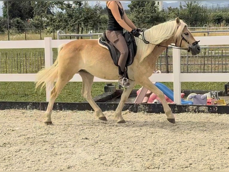 Haflinger Hongre 3 Ans 147 cm Isabelle in Kressbronn am Bodensee