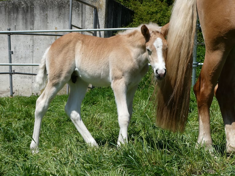 Haflinger Hongre 3 Ans 148 cm Alezan in Mammendorf