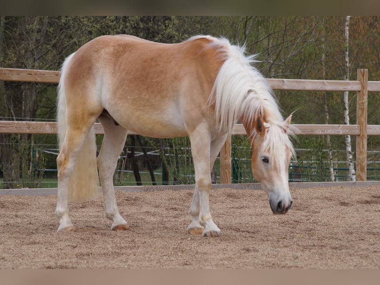 Haflinger Hongre 3 Ans 148 cm Alezan in Engelsbrand