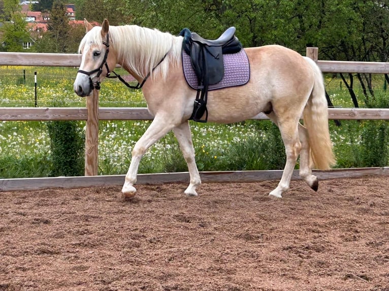 Haflinger Hongre 3 Ans 148 cm Alezan in Engelsbrand