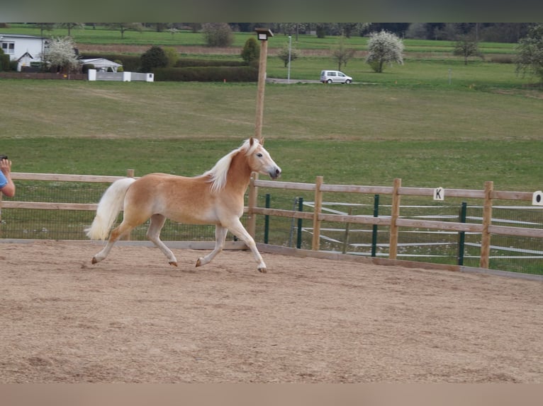 Haflinger Hongre 3 Ans 148 cm Alezan in Engelsbrand