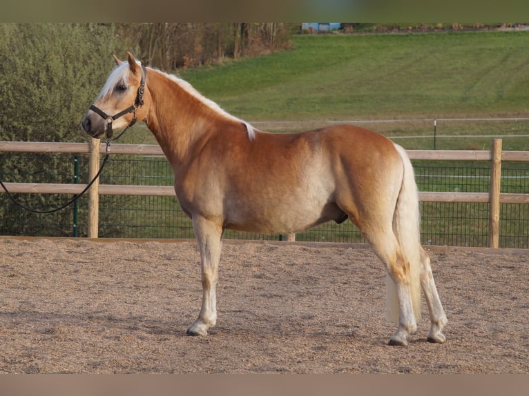 Haflinger Hongre 3 Ans 148 cm Alezan in Engelsbrand