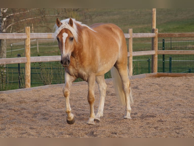 Haflinger Hongre 3 Ans 148 cm Alezan in Engelsbrand