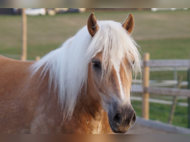 Haflinger Hongre 3 Ans 148 cm Alezan in Engelsbrand