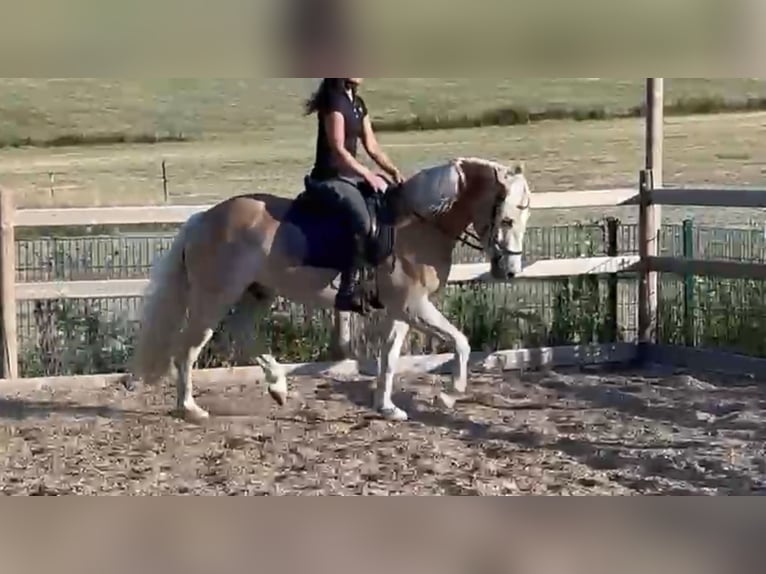 Haflinger Hongre 3 Ans 148 cm Alezan in Engelsbrand