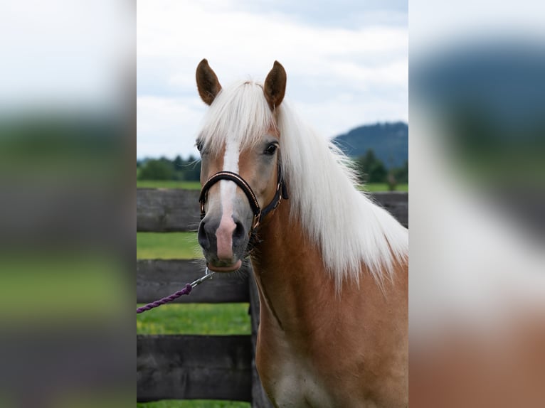 Haflinger Hongre 3 Ans 148 cm Alezan in St.Josef