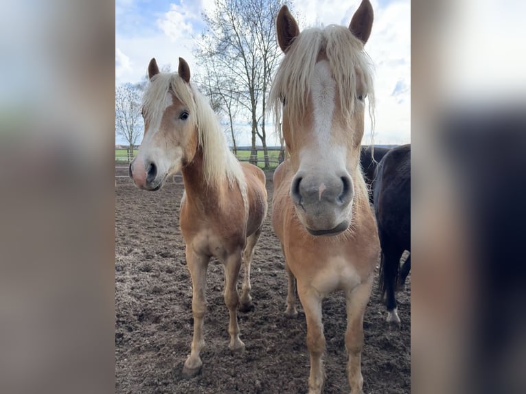 Haflinger Hongre 3 Ans 148 cm Alezan in Neresheim