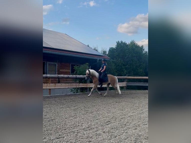 Haflinger Hongre 3 Ans 148 cm Alezan in Fischbachau
