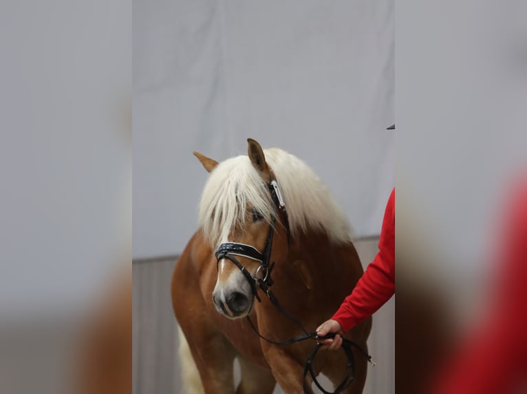 Haflinger Hongre 3 Ans 149 cm Alezan in Duisburg