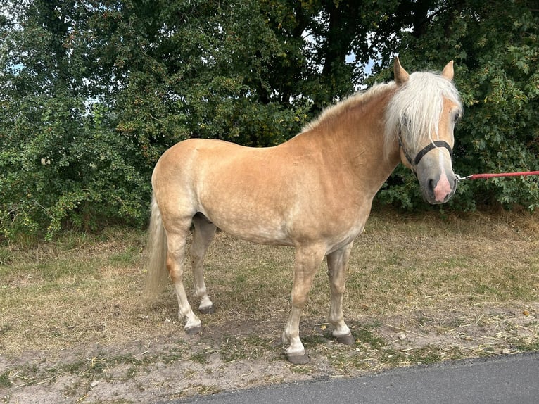 Haflinger Hongre 3 Ans 149 cm Alezan in Bad Laer