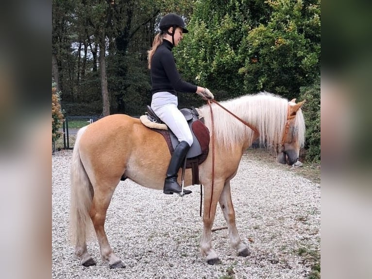 Haflinger Hongre 3 Ans 150 cm Alezan in Well L