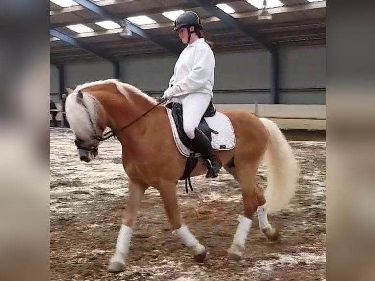 Haflinger Hongre 3 Ans 150 cm Alezan in Well L