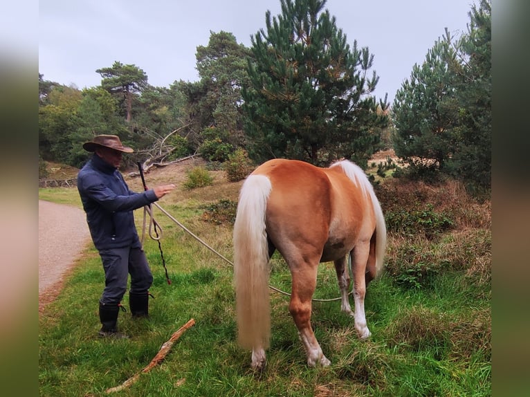 Haflinger Hongre 3 Ans 150 cm Alezan in Well L