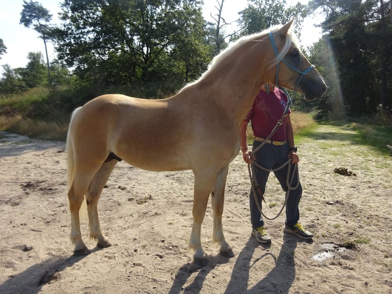 Haflinger Hongre 3 Ans 150 cm Alezan in Well L