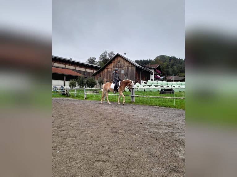 Haflinger Hongre 3 Ans 150 cm Alezan in Fischen