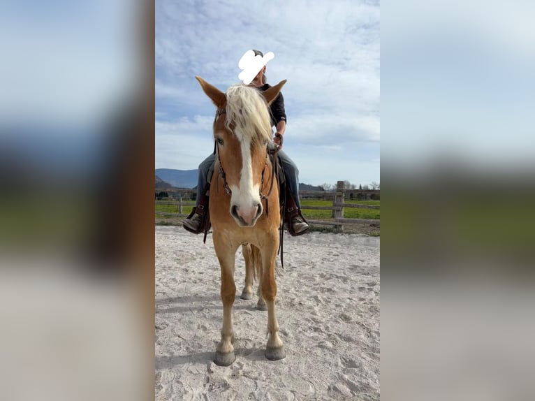 Haflinger Hongre 3 Ans 150 cm Alezan in Riegersdorf Oberschütt