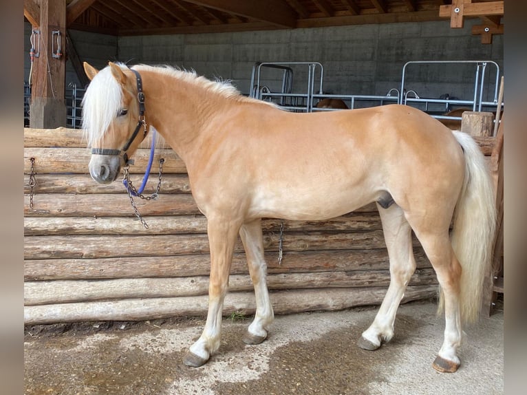 Haflinger Hongre 3 Ans 151 cm Alezan in Bozen/Südtirol