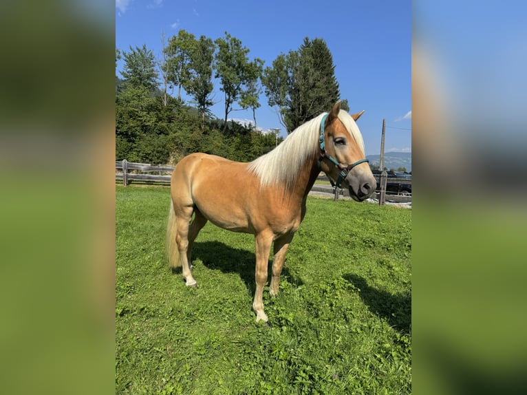 Haflinger Hongre 3 Ans 151 cm Alezan in St.Peter am Kammersberg