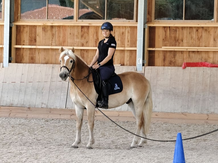 Haflinger Hongre 3 Ans 151 cm Alezan in Schleedorf