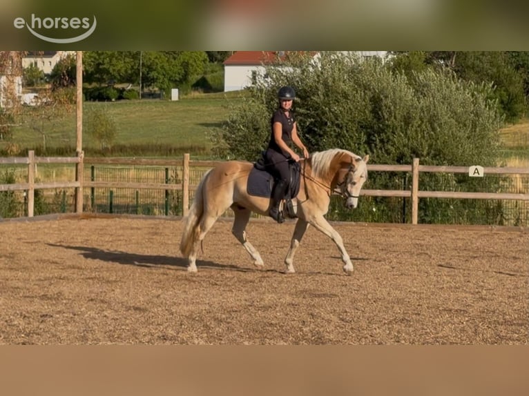 Haflinger Hongre 3 Ans 152 cm Alezan in Engelsbrand