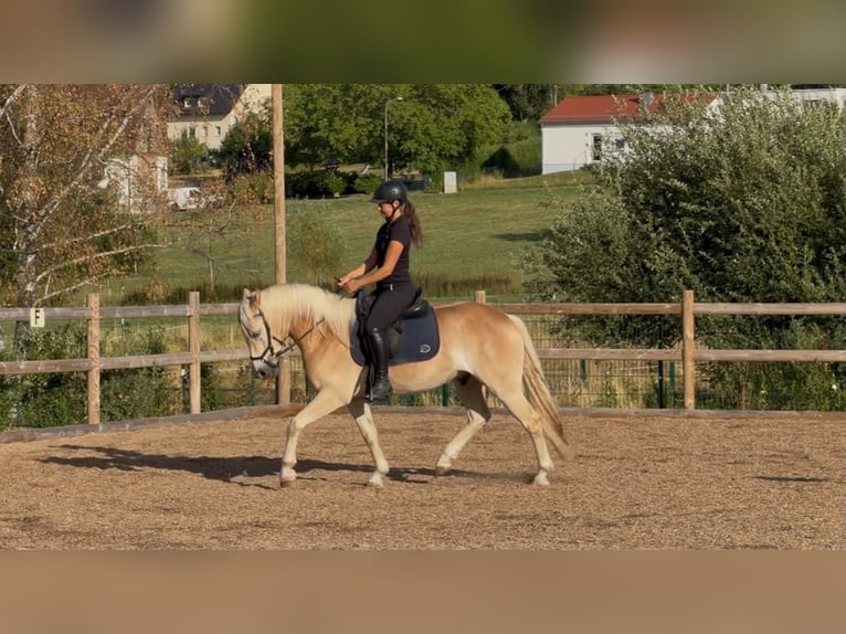 Haflinger Hongre 3 Ans 152 cm Alezan in Rottenbuch
