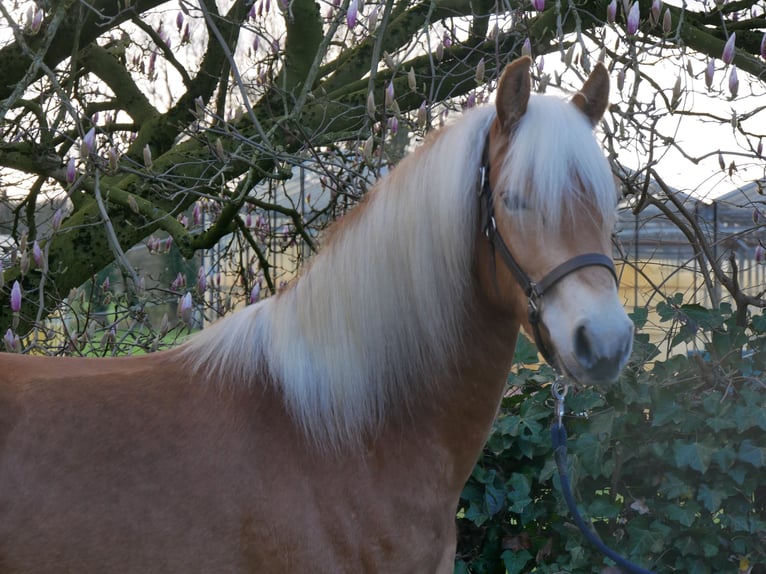 Haflinger Hongre 3 Ans 152 cm  in Dorsten