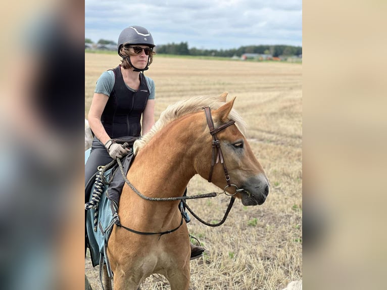 Haflinger Hongre 3 Ans 152 cm Palomino in Maldegem