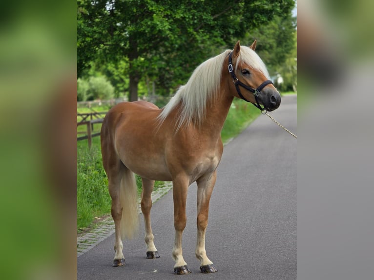 Haflinger Hongre 3 Ans 152 cm Palomino in Someren
