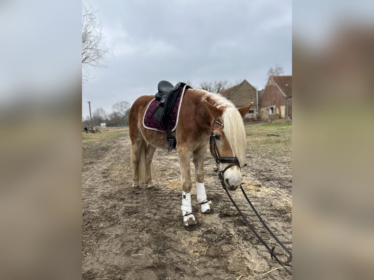 Haflinger Hongre 3 Ans 153 cm in Trebbin