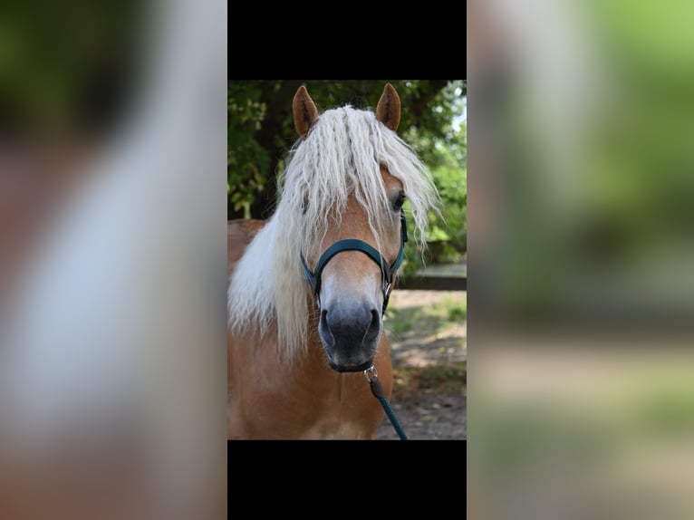 Haflinger Hongre 3 Ans 153 cm in Karnabrunn
