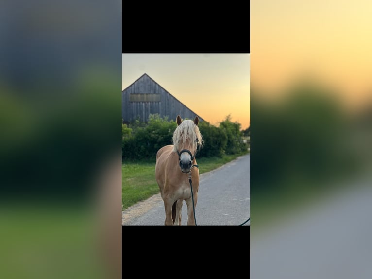 Haflinger Hongre 3 Ans 153 cm in Karnabrunn