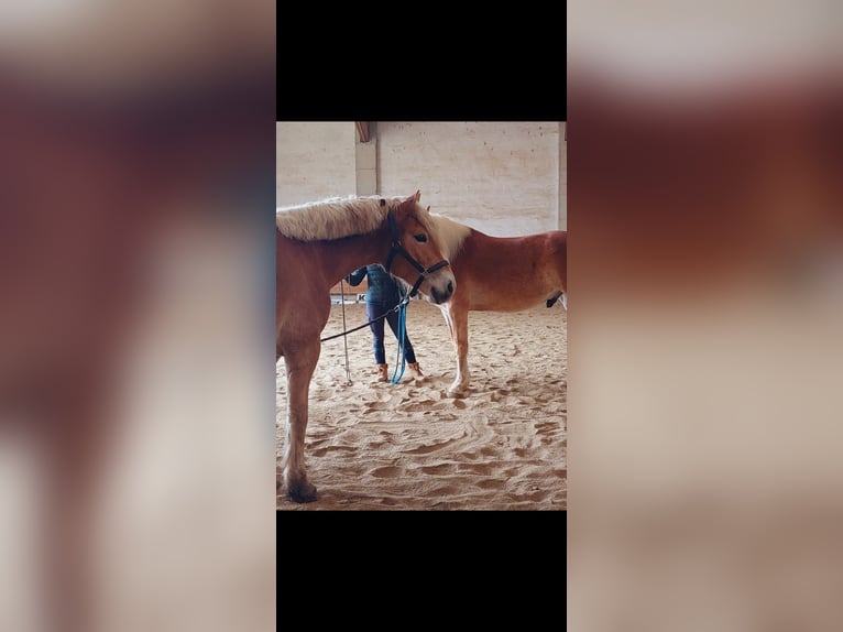 Haflinger Hongre 3 Ans 153 cm in Karnabrunn