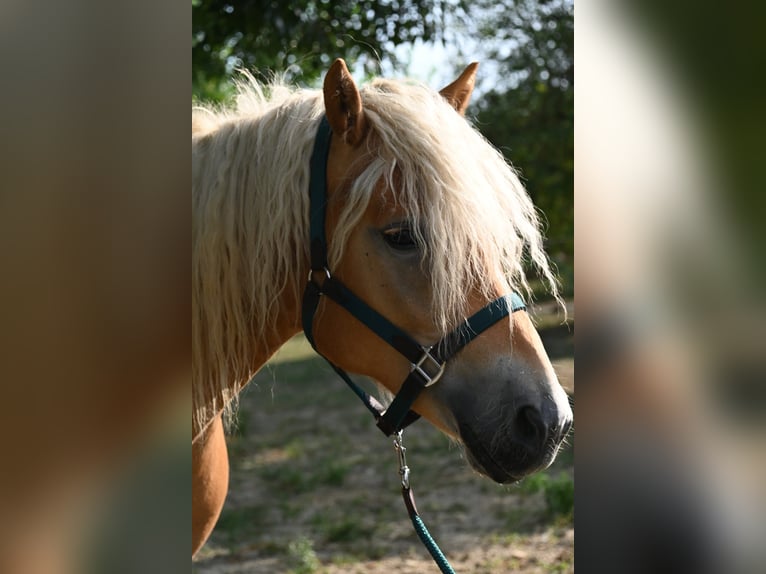 Haflinger Hongre 3 Ans 153 cm in Stockerau