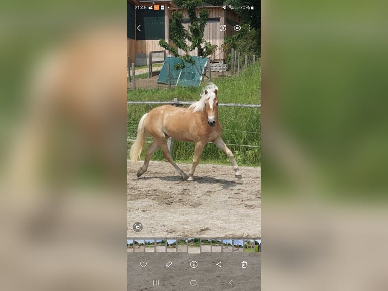 Haflinger Hongre 3 Ans 154 cm Alezan in Schindlau