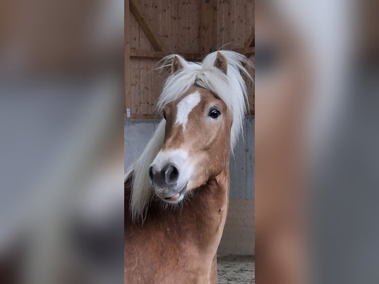 Haflinger Hongre 3 Ans 154 cm Alezan in Schindlau