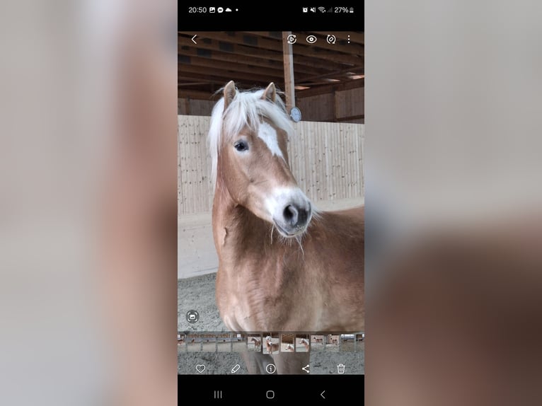 Haflinger Hongre 3 Ans 154 cm Alezan in Schindlau